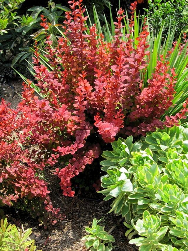 Southern Living Orange Rocket Barberry Shrub, Coral-Orange to Ruby Red Foliage, 1 Gallon - Image 3