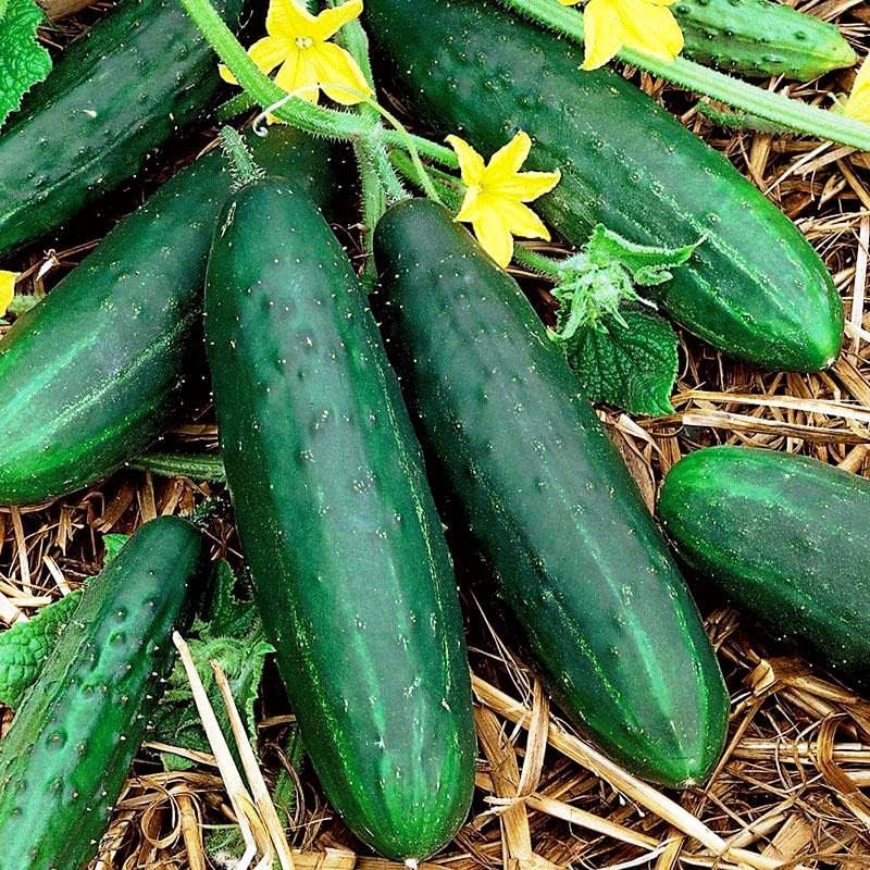 Self-Pollinating Cucumber Zozulya F1 Seeds – Hybrid for Planting - Image 6