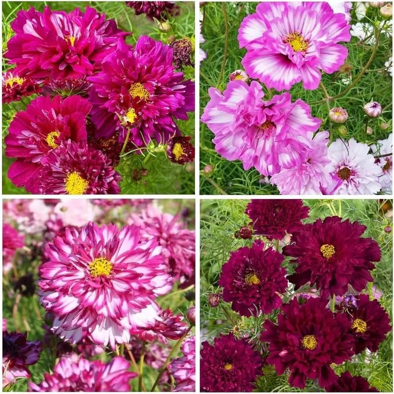 1000 Double Cosmos Seeds for Planting – Fully Double Blooms, Mixed Colors, Open-Pollinated Annual Wildflowers, Attract Butterflies & Bees, Cut Flower & Garden Bedding Use by BuggyBeds