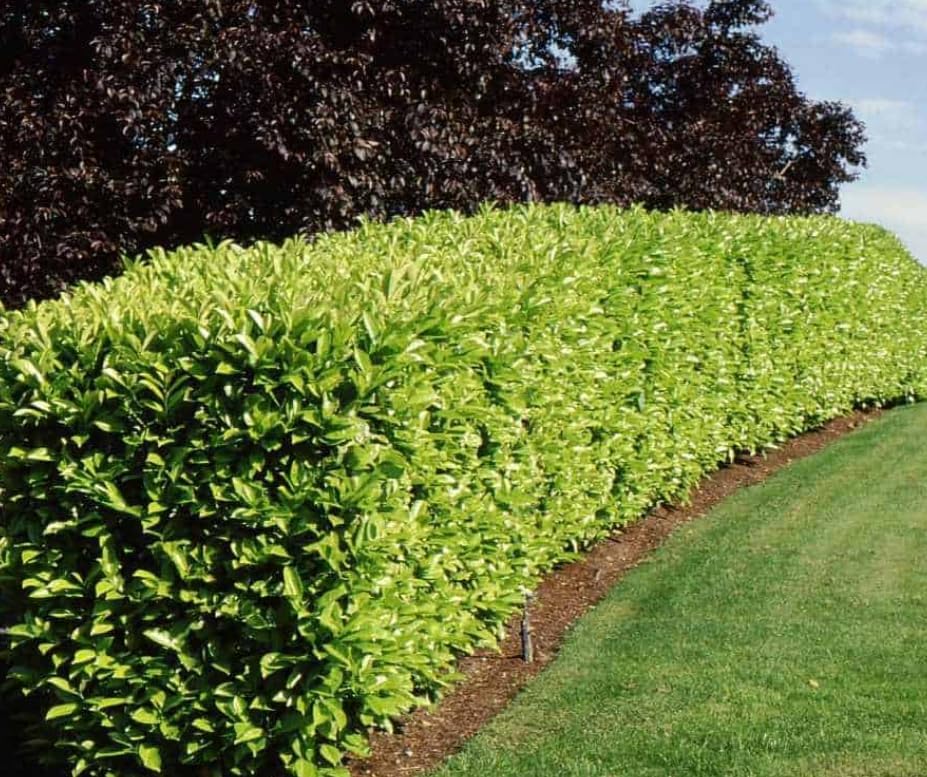 2 Carolina Cherry Laurel Shrubs - 4-6" Tall Live Plants - 3" Pots by Unknown