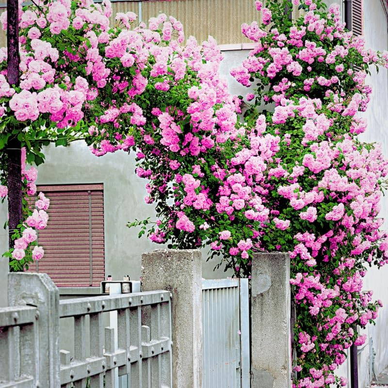 Pink Climbing Rose Plant Live, Patio Container Rose Plant, 5-9 Inch Tall by TANKDA
