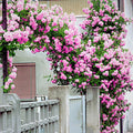 Pink Climbing Rose Plant Live, Patio Container Rose Plant, 5-9 Inch Tall by TANKDA