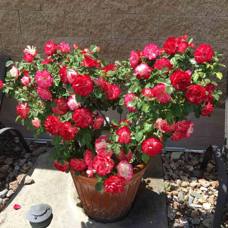White Red Climbing Roses Live Plants, Fragrant Starter 5-9" Tall - Image 6