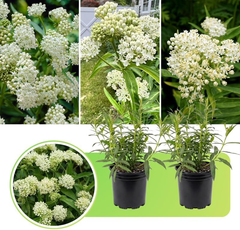 2 White Milkweed Plants Live, Asclepias Tuberosa Perennial, 4-8 Inch Tall - Image 7