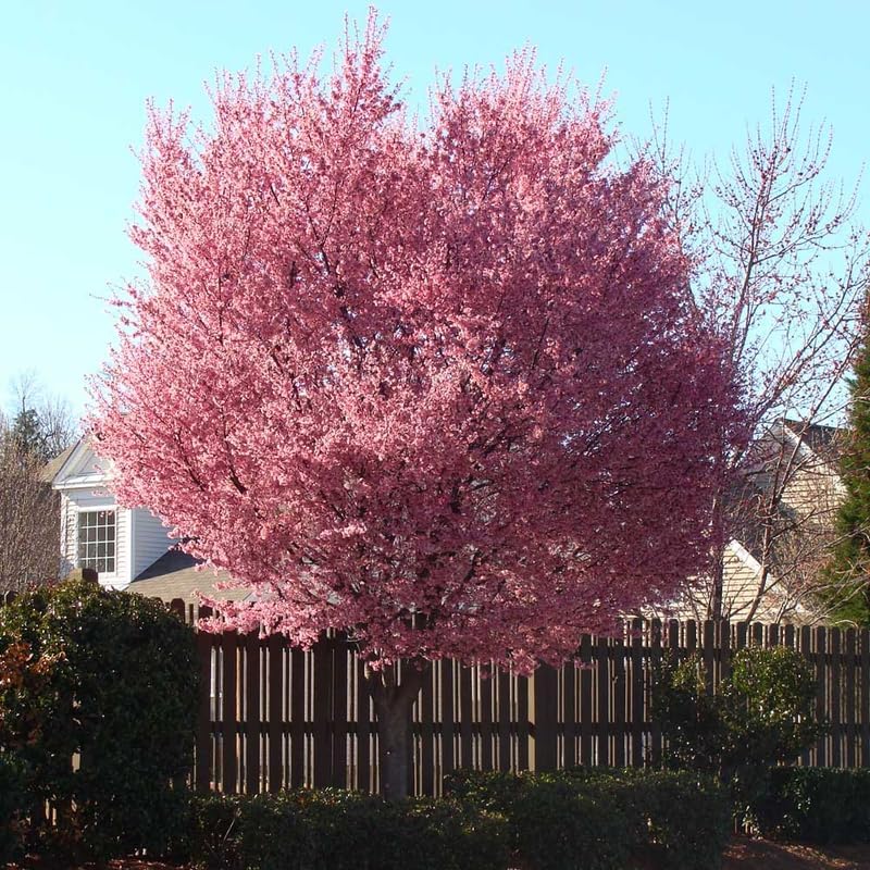 Pink Cherry Blossom Tree Plant, 8-12" Tall Cherry Blossom Tree Live in Pot - Image 2