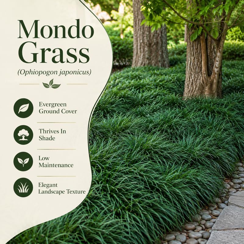 4 Mondo Grass Plants Live, 4-8" Tall, Non GMO Ornamental Grass Live Plant, Drought Tolerent, High-Density Ground Cover for Shaded Backyard & Patio Pathway - Image 5
