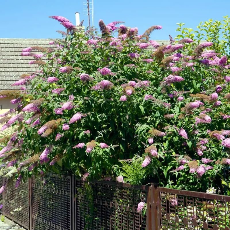 Pink Butterfly Bush Live Plant, 5-10 Inch Tall - Image 4