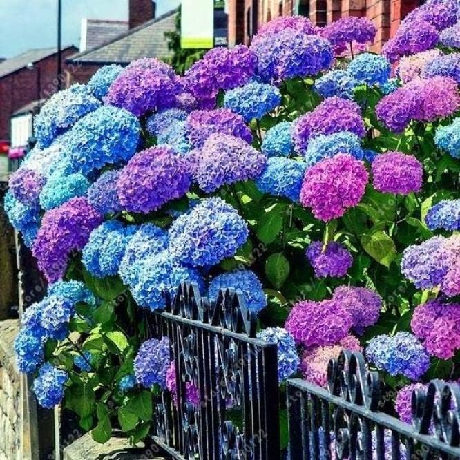 Blue Pink Hydrangea Flower Live Plant, 5-11 Inch Tall - Image 2