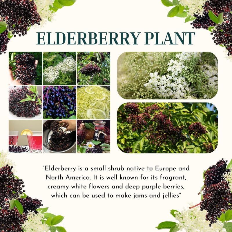 American Elderberry Bush Live Plant, 6-12 Inch Tall - Image 6