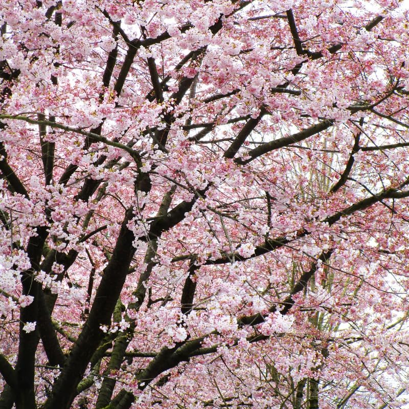 2 Akebono Cherry Tree Live Plant - Image 3