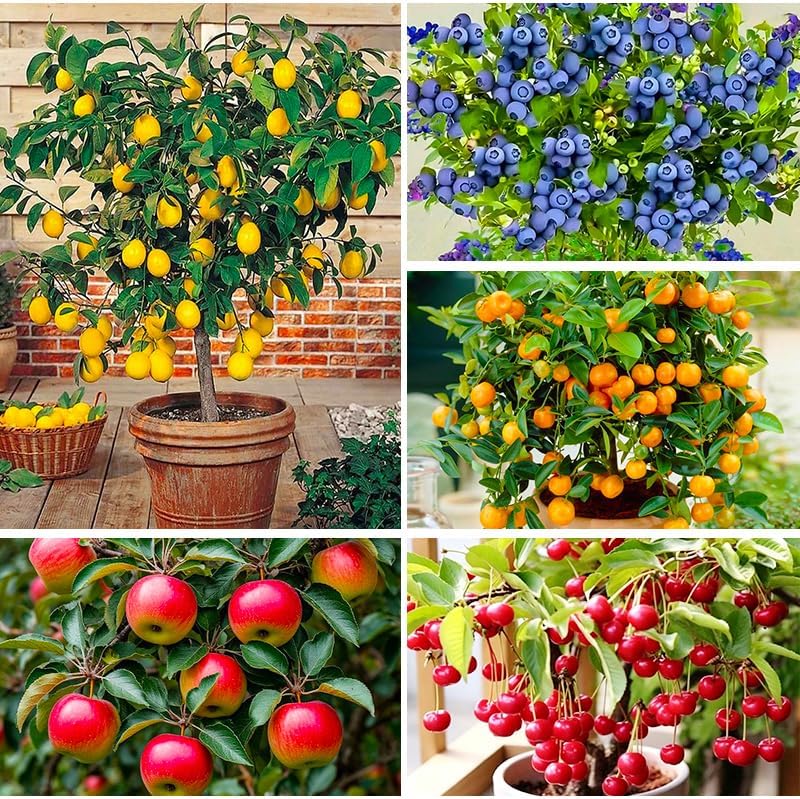 Mix Bonsai Fruit Tree Seeds for Planting, 5 Variety Individual Packs-40 Lemon 20 Cherry 40 Orange 40 Apple 20 Blueberry-Heirloom Fruit Seeds by Unknown