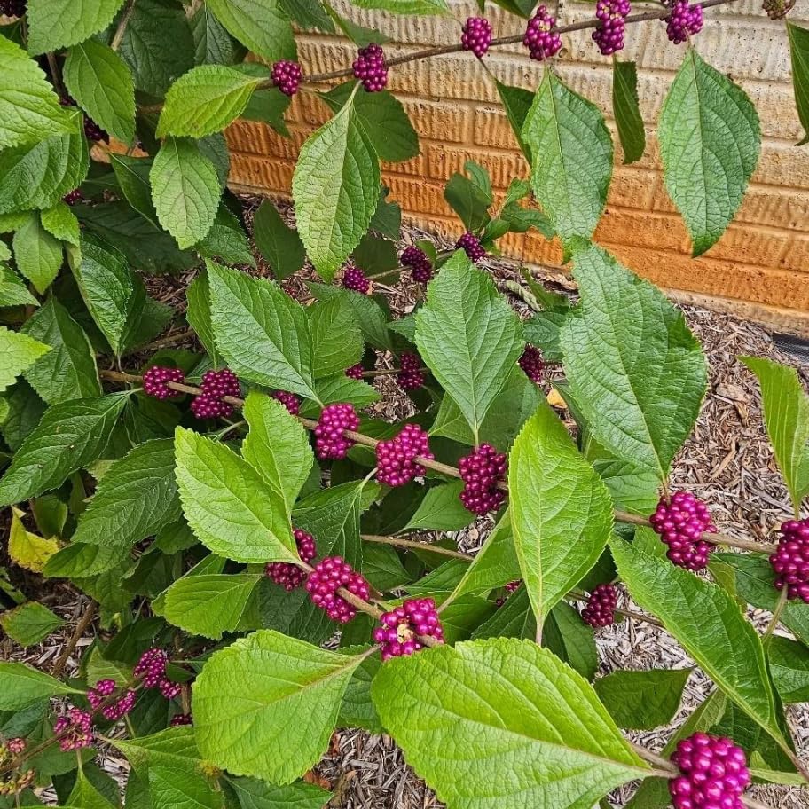 American Beautyberry Live Plant, Callicarpa Beauty Berry Bush, Vibrant Purple Berries Shrub, Well-Rooted Starter Plant 8-12 Inches Tall in 4 Inch Pot - Image 2