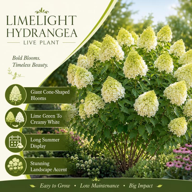 2 Limelight Hydrangea Plants for Planting, 6-10" Tall - Quart Pot, Hardy Hydrangea Tree Live Plant, Low Maintenance Compact Flowering Shrub for Patio Containers & Landscape - Image 3