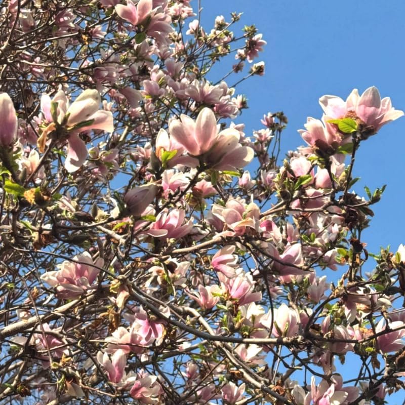Saucer Magnolia Flower Tree, Hardy Ornamental Flowering Plant, Gallon Pot - Image 6