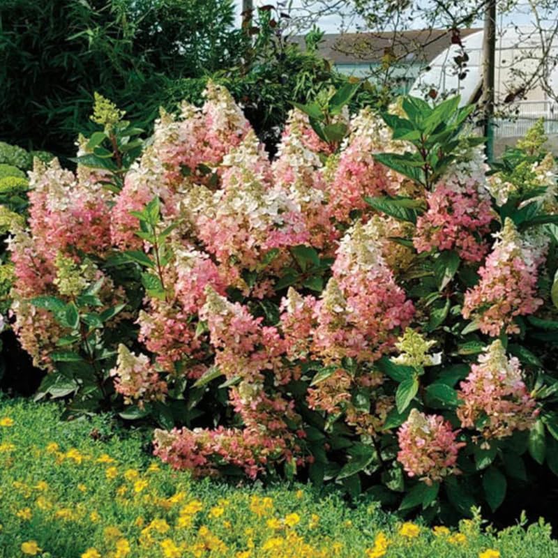 Pink White Hydrangea Plant Live, Garden Shrub, 7-12" Tall, in Pot - Image 5