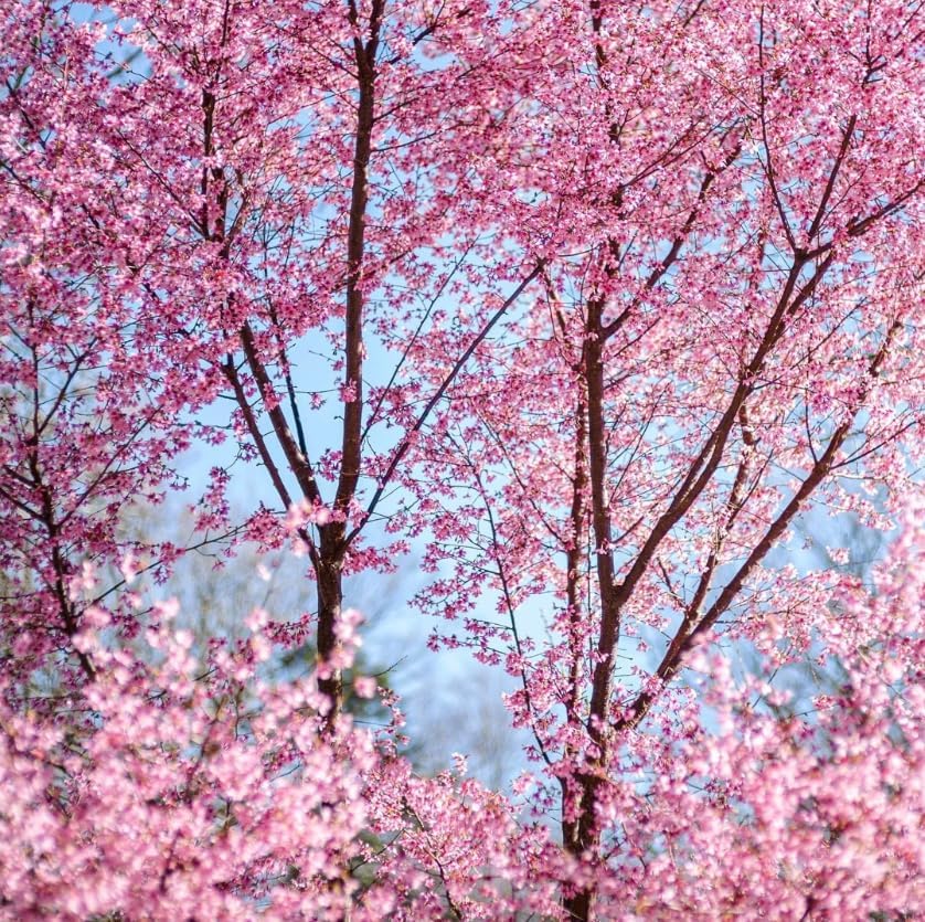 Pack of 2 Okame Flowering Cherry Trees Live Plant Rosy Pink Cherry Blossom Tree, Ornamental Tree, 6-12" Tall in Small Pot - Image 5
