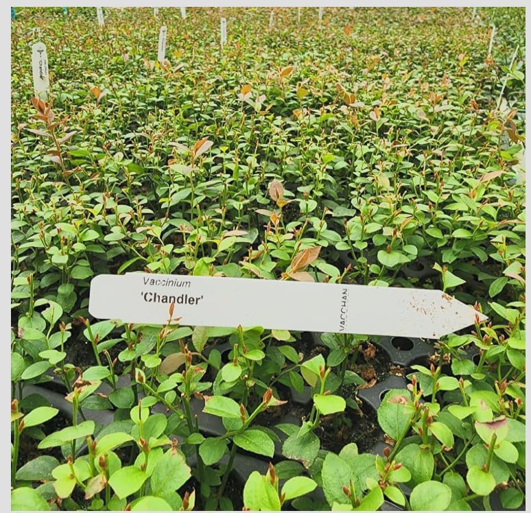 Vaccinium corymbosum ‘Chandler’ Highbush Blueberry Live Plants – Edible Fruit Bearing Berry Bush – Container Grown Nursery Plant - Image 4