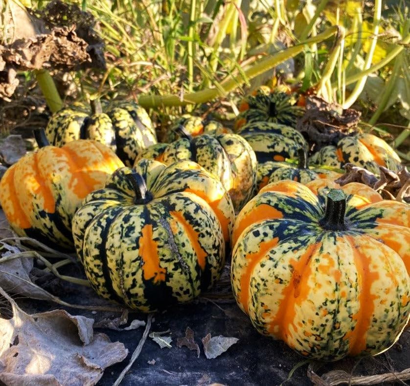 Carnival Squash Seeds - 90+ Count - For 2026 Planting Festival Celebration Delicata Acorn Pumpkin Sweet Dumpling Fall Vegetable Grow Your Own Home Farm Patio Healthy Sustainable Living - Image 4