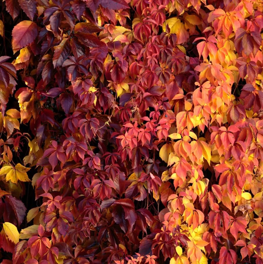 Pack of 4 Virginia Creeper Vine Plants, Vibrant Red in Fall, Climbing Ivy Plants Live Perennial Vines 5-7 Inc Tall, No Pot - Image 2