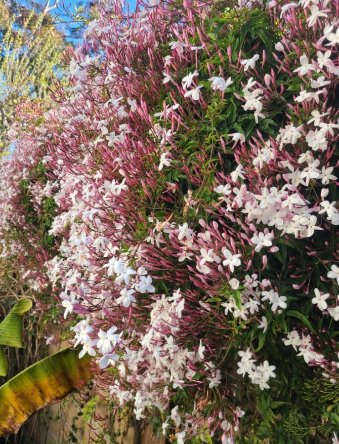 Pink Jasmine Plant Live Winter Jasmine Climbing Jasmines Indoor Shrub Fragrant Flowers 6-12" Tall 4" Pot - Image 2