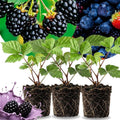 3 Rare BlackBerry Live Plants for Planting, Starter 4-6" Tall by Unknown