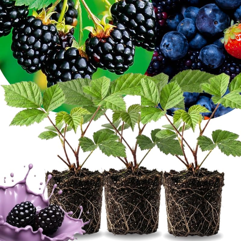 3 Navaho BlackBerry Live Plants for Planting, Starter 4-6" Tall by Unknown