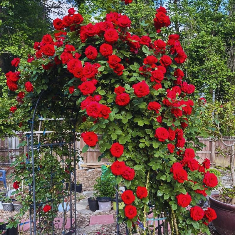 Don Juan Red Rose Bush Plant, Climbing Rose Plant, 5-7 Inch Tall - Image 4
