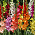 Grower Special Mix Gladiolus Flower Bulbs - 100 Bulbs Assorted Colors - Make Great Cut Flowers - Perennializing - Fragrant - Vibrant Color Mix - Live Plant Outdoor Garden by WillardMay