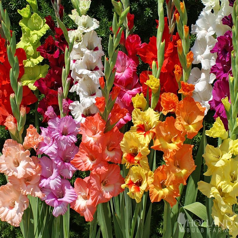 Grower Special Mix Gladiolus Flower Bulbs - 100 Bulbs Assorted Colors - Make Great Cut Flowers - Perennializing - Fragrant - Vibrant Color Mix - Live Plant Outdoor Garden by WillardMay