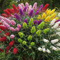 Random Butterfly Bush Live Plant, 5-10 Inch Tall by PlantsSeedsBulbs