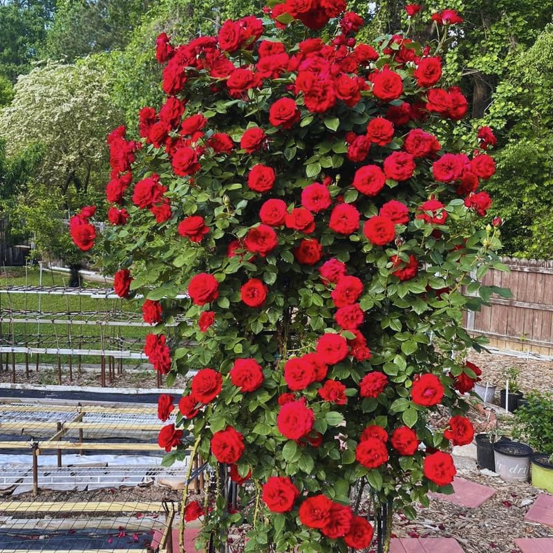 Don Juan Red Rose Bush Plant, Climbing Rose Plant, 5-7 Inch Tall - Image 3