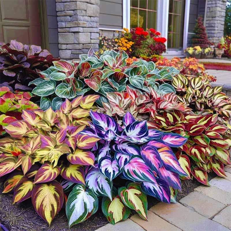 330+ Mixed Color Hosta Seeds for Planting - Shade-Tolerant Perennials, Dual Use for Ground Cover & Pots, Create Cool Shaded Gardens - Image 6
