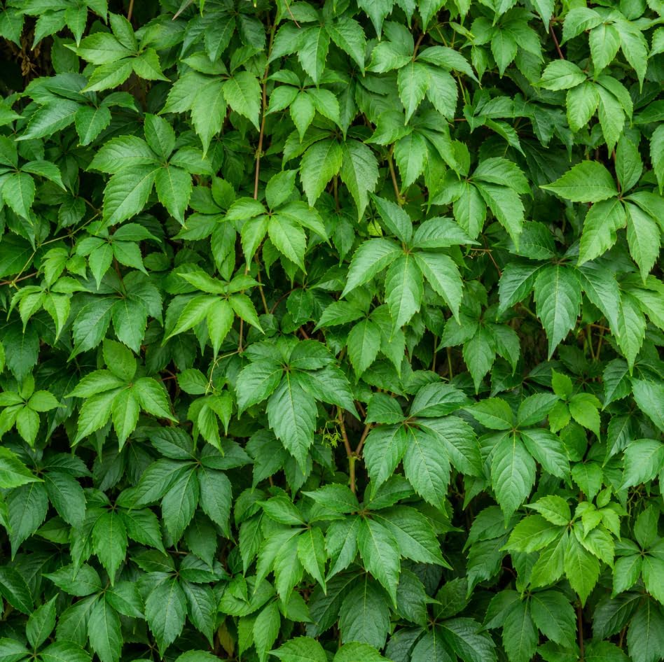 Pack of 4 Virginia Creeper Vine Plants, Vibrant Red in Fall, Climbing Ivy Plants Live Perennial Vines 5-7 Inc Tall, No Pot - Image 5