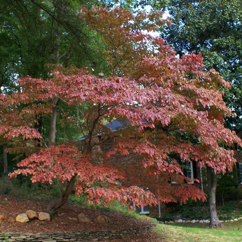 Kousa Dogwood Tree - 10-16" Tall Live Plant - Quart Pot - Image 6