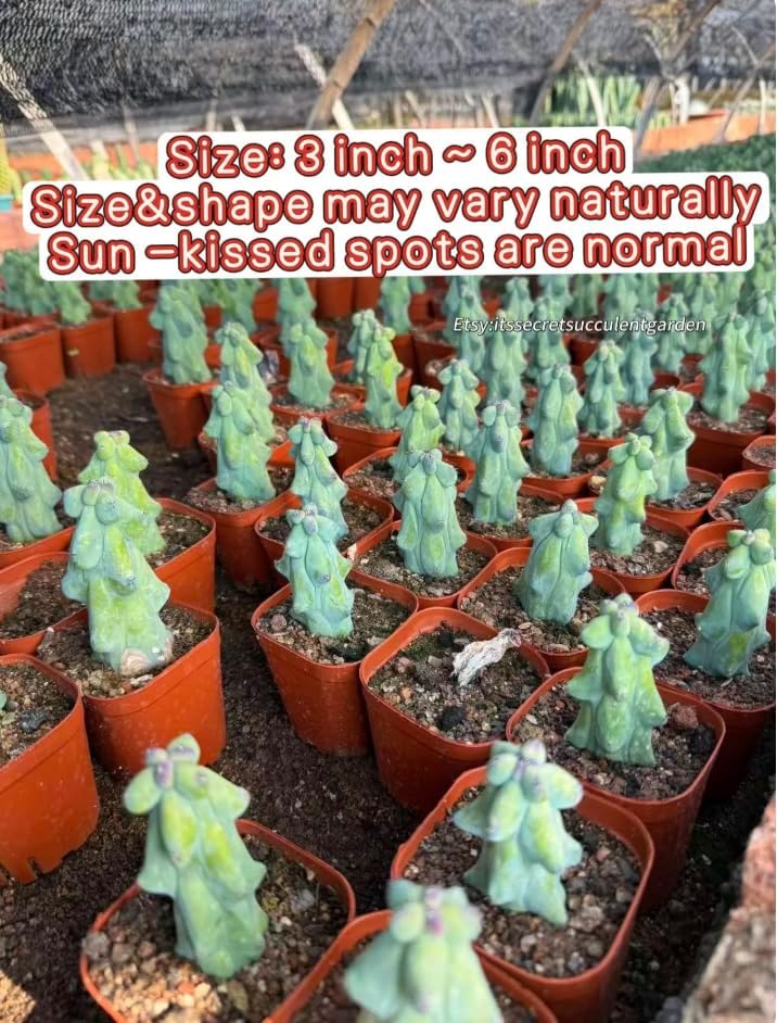 Live Boobie Cactus Plant 5~6 inches Tall (Myrtillocactus geometrizans ‘Fukurokuryuzinboku’) – Rare Collector Plant/Bare Root - Image 3