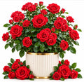 Red Climbing Roses Plant, Fragrant Rose Bush, Perennial Red Flower Roses in Home Garden, 2-4 Inch Tall by HARINI