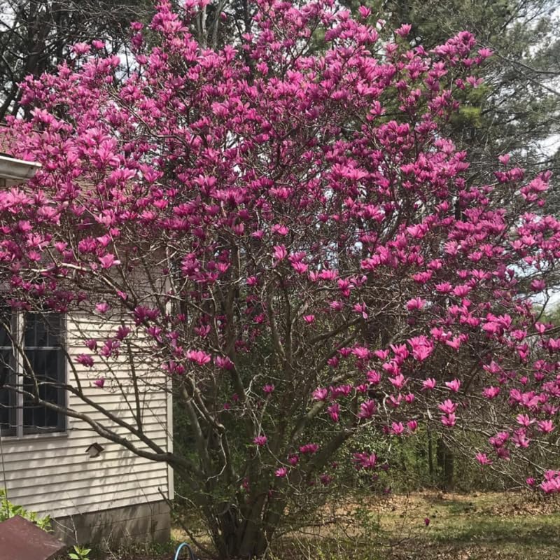 Ann Magnolia Flower Tree, Hardy Ornamental Flowering Plant, Gallon Pot - Image 6