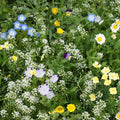 Eden Brothers Flowering Alternative Lawn Flower Seed Mix by EdenBrothers