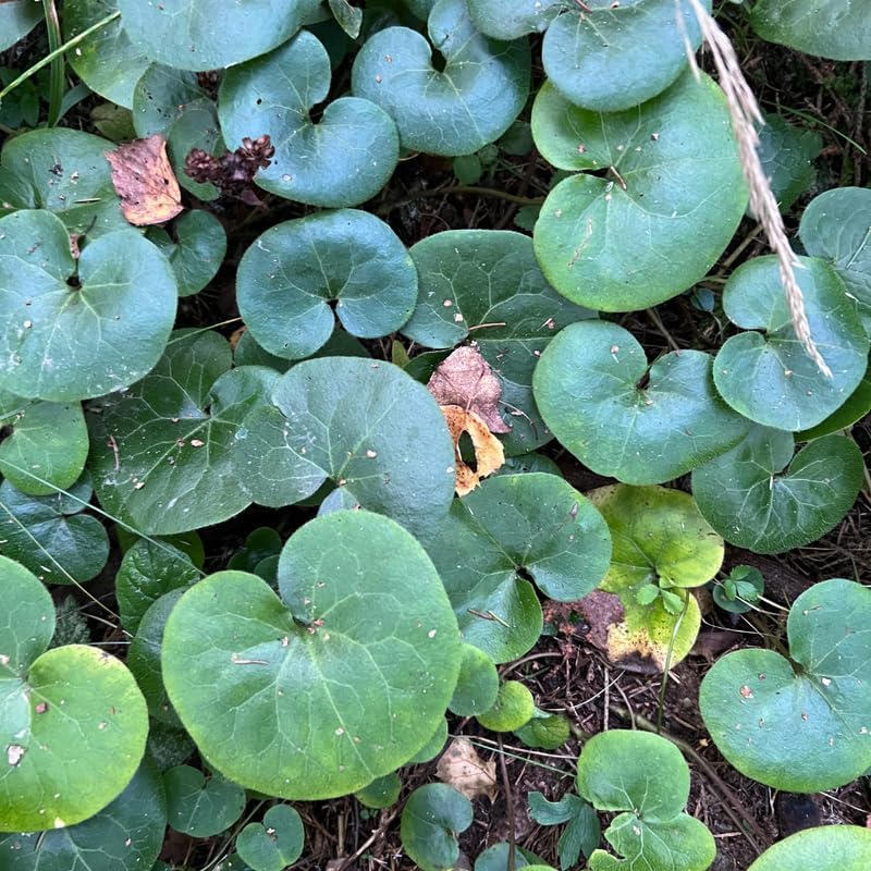 Wild Ginger Plant in Small Pot, Easy Care Wild Ginger, Hardy Perennial, Full Shade Loving Groundcover for Gardens - Image 3
