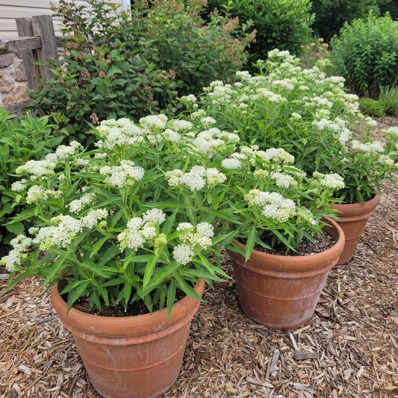 2 White Milkweed Live Plants, 3-6 Inch Tall - Image 5