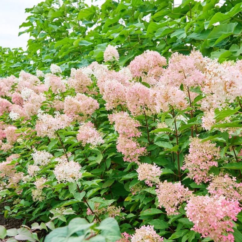 Pink Hydrangea Live Plant, Perennial Flowering Bush, 4-7'' Tall, 2.5'' Pot - Image 5