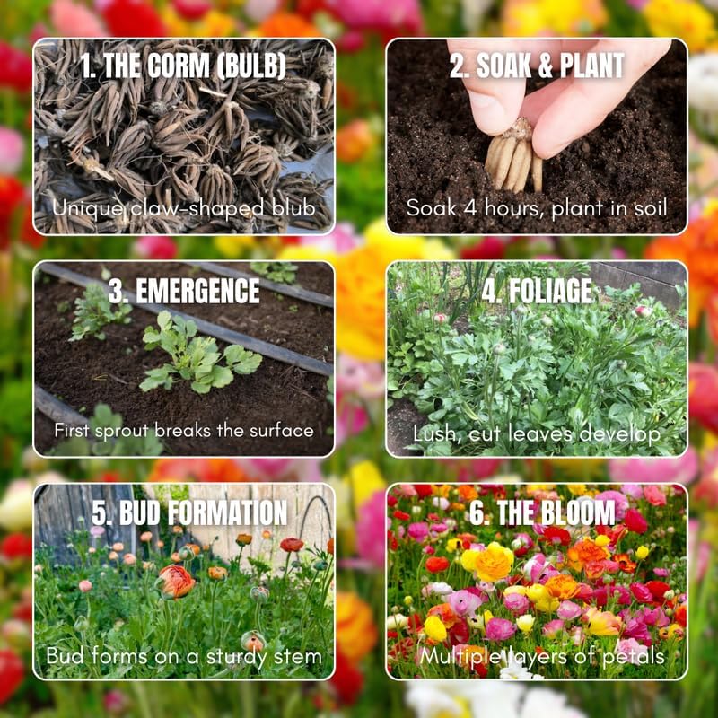 25 White Ranunculus Bulbs for Fall Planting, Ranunculus Flower Spring - Image 6