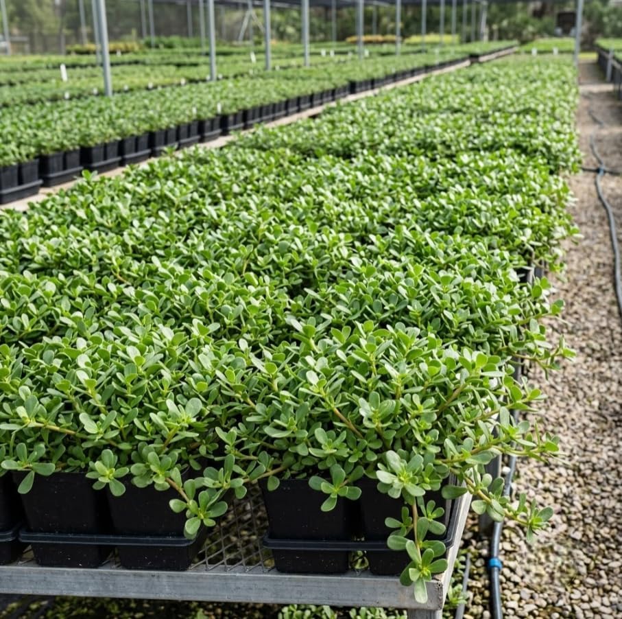 Purslane Herb Live Plant, Yellow Flowers Ground Cover Heirloom Purslane Plant Live Creeping Succulent, 4 Inc Pot - Image 6