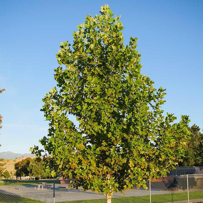 Tuliptree, 1 Gallon Live Nursery Pot, Fast-Growing Flowering Shade Tree | Arbor Day Foundation (Due to Agricultural Laws, Unavailable to CA or AZ) - Image 3