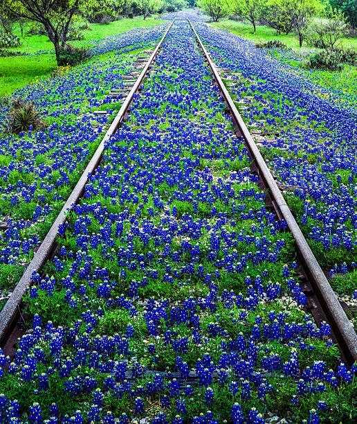 Texas Bluebonnet Seeds for Planting - 900+ Lupinus Texensis Seeds, Non-GMO Heirloom, Texas State Flower, Drought Tolerant Wildflower, Attracts Pollinators, Ideal for Gardens & Meadows - Image 5