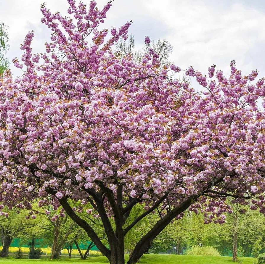 Pack of 2 Double Pink Flowering Cherry Trees Live Plant Bright Pink Cherry Blossom Tree, Ornamental Tree, 6-12" Tall in Small Pot - Image 3