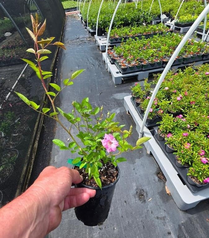 Peggy Martin Climbing Rose - Live Plant - (1 QT) - Image 4