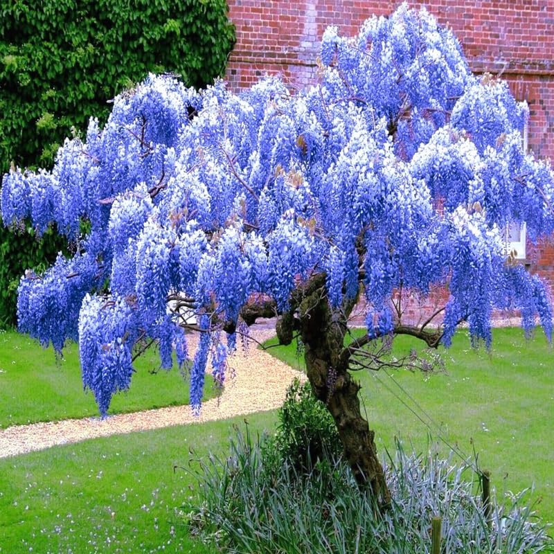 Blue Wisteria Live Plant, Climbing Vine Flower, 6-12 Inch Tall, in Pot - Image 2