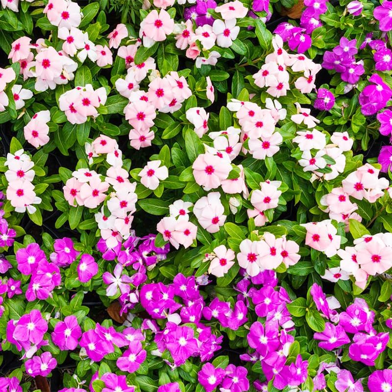 999+ Mix Vinca Periwinkle Flower Seeds for Planting in Home Garden - High Germination Rate, Drought-Tolerant,Low-Maintenance Ground Cover Seeds - Image 7