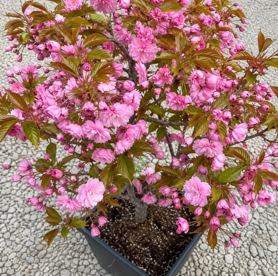 Kwanzan Flowering Cherry Trees Live Plant Cherry Blossom Tree, Ornamental Tree Double Pink Blooms, 6-12" Tall in Small Pot by Unknown